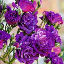 Rose Flower Seeds Purple for Planting – Heirloom Non-GMO High Germination Organic Garden Seeds