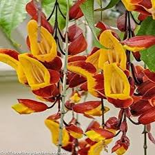 Red Yellow Mysorensis Flower Seeds for Planting – Heirloom Non-GMO High Germination Organic Garden Seeds