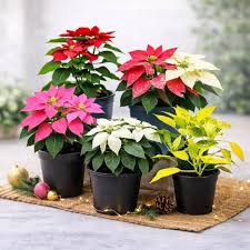 Mixed Poinsettia Flower Seeds – Heirloom, Non-GMO, High Germination Seeds