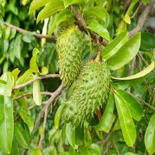 Army Green Graviola Soursop Fruit Seeds for Planting – Heirloom Non-GMO High Germination Organic Garden Seeds for Tropical Fruit Seeds for Planting