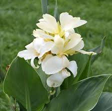 White Canna Lily Flower Seeds – Heirloom, Non-GMO, High Germination Seeds for Planting