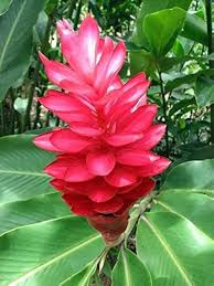 Curcuma Flower Seeds Red – Heirloom Non-GMO High Germination Garden Seeds