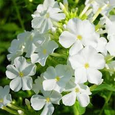 White Phlox Flower Seeds Heirloom Non-GMO High Germination Organic Garden Seeds for Planting