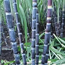 Sugarcane Co 890 Plant Seed Pack for Planting – Heirloom Non-GMO High Germination Organic Garden Seeds