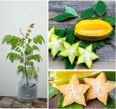 Star Seeds Gelb – Alte Sorte, Non-GMO, hochkeimfähig Bio-Gartensamen zum Pflanzen