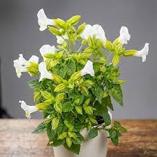 Torenia Flower Seeds White Heirloom Non-GMO High Germination Organic Garden Seeds for Planting