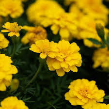 Yellow Mint Marigold Flower Seeds – Heirloom, Non-GMO, High Germination Organic Seeds
