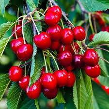 Barbados Cherry Seeds Red – Heirloom, Non-GMO, High Germination Organic Garden Seeds for Planting Seeds for Planting