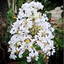 White Speciosa Flower Seeds Heirloom Non-GMO High Germination Organic Garden Seeds for Planting