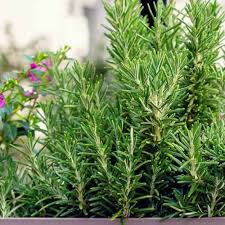 Green Rosemary Plant Seeds for Planting – Heirloom, Non-GMO, High Germination Organic Garden Seeds