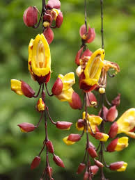 Thunbergia Coccinea Flower Seeds Heirloom Non-GMO High Germination Organic Garden Seeds for Planting