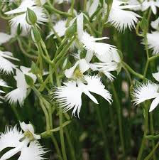 White Egret Orchid Flower Seeds – Heirloom Non-GMO High Germination Organic Seeds