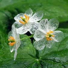 Semillas de flores de Diphylleia Grayi blancas Herencia No transgénicas Alta germinación Semillas de jardín orgánicas