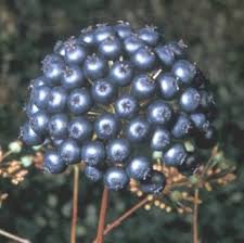 Black Sarsaparilla Seeds Heirloom Non-GMO High Germination Organic Garden Seeds for Planting