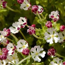 Red White Zaluzianskya Flower Seeds for Planting – Heirloom Non-GMO High Germination Organic Garden Seeds