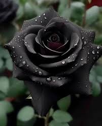 Black Climbing Rose Flower Seeds for Planting – Heirloom Non-GMO High Germination Organic Garden Seeds