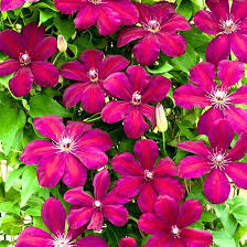 Clematis Flower Seeds Red – Heirloom, Non-GMO, High Germination Organic Garden Seeds for Planting