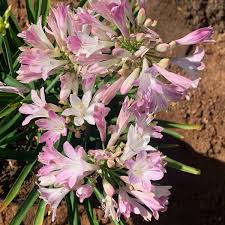 Pink Agaventhus Flower Seeds for Planting – Heirloom, Non-GMO, High Germination Organic Garden Seeds