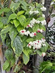 Semillas de flor de corazón sangrante rojas y blancas, reliquia, sin OMG, alta germinación, semillas orgánicas para plantar en el jardín