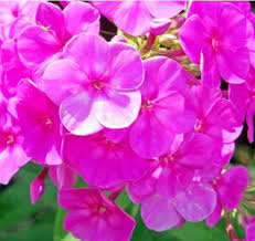 Phlox-Blumensamen zum Pflanzen und Züchten, Pink – Alte Sorte, gentechnikfrei, hohe Keimfähigkeit, Bio-Gartensamen zum Pflanzen