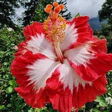 Semillas de flores de hibisco rojo y blanco para plantar – Semillas de jardín orgánicas reliquia no transgénicas de alta germinación