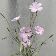 Pink Agrostemma Flower Seeds for Planting – Heirloom, Non-GMO, High Germination Organic Garden Seeds