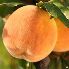 Arctic Supreme Peach Fruit Seeds for Planting – Pack for Sweet, Juicy Peaches, Heirloom &amp; Non-GMO Seeds for Home Garden High Germination Organic Garden Seeds