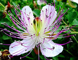 Semillas de flores de alcaparra moradas y blancas, reliquia, sin OMG, alta germinación, semillas orgánicas para plantar