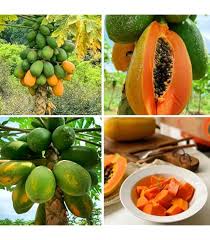 Purple Papaya Fruit Seeds – Heirloom Non-GMO High Germination Organic Garden Seeds for Planting Seeds for Planting