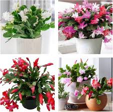 Mixed Schlumbergera Flower Seeds for Planting – Heirloom, Non-GMO, High Germination Organic Garden Seeds