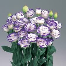 Purple White Lisianthus Red Flower Seeds for Planting Heirloom Non-GMO High Germination Organic Garden Seeds