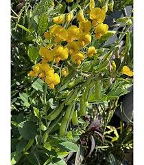 Yellow Rattle Flower Seeds Heirloom Non-GMO High Germination Organic Garden Seeds for Planting