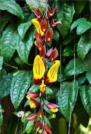 Red Thunbergia Mysorensis Flower Seeds Heirloom Non-GMO High Germination Organic Garden Seeds for Planting Exotic Cascading Blooms