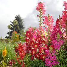 Red Snapdragon Flower Seeds Heirloom Non-GMO High Germination Organic Garden Seeds for Planting