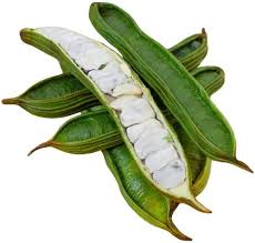 Inga Edulis Plant Seeds – Heirloom Non-GMO High Germination Organic Garden Seeds for Planting Tropical Delight Seeds for Planting