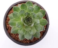 Tabuliforme Flower Seeds Heirloom Non-GMO High Germination Organic Garden Seeds for Planting