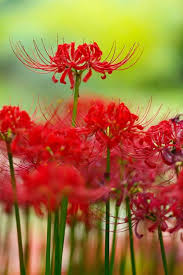 Red Lycoris Radiata Flower Seeds Heirloom Non-GMO High Germination Organic Garden Seeds for Planting