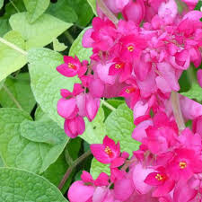 Semillas de flor Leptopus rosado - Heirloom, no modificadas genéticamente, semillas de alta germinación