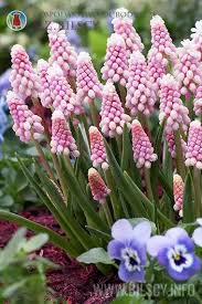 Pink Armeniacum Flower Seeds Heirloom Non-GMO High Germination Organic Garden Seeds for Planting