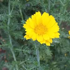Yellow Marguerite Flower Seeds – Heirloom, Non-GMO, High Germination Organic Seeds