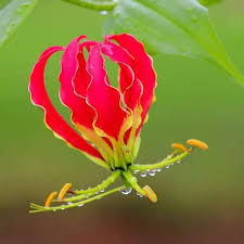 Mixed Gloriosa Flower Seeds – Heirloom, Non-GMO, High Germination Seeds
