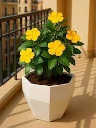 Yellow Vinca Flower Seeds – Heirloom Non-GMO Organic Garden Seeds