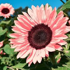 Semillas de Girasol Rosa – Semillas de Jardín Orgánicas, Heirloom, Sin OGM, de Alta Germinación para Sembrar
