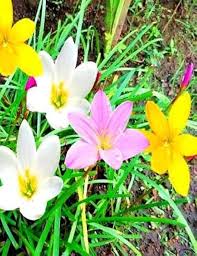 Mixed Zephyranthes Flower Seeds – Heirloom Non-GMO High Germination Organic Garden Seeds