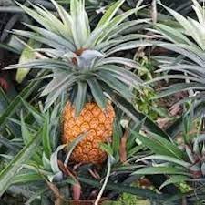 Queen Victoria Pineapple Fruit Seeds for Planting Heirloom Non-GMO High Germination Organic Garden Seeds
