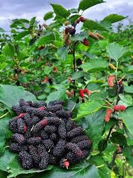 Black Red Mulberry Fruit Seeds for Planting – Heirloom Non-GMO High Germination Organic Garden Seeds