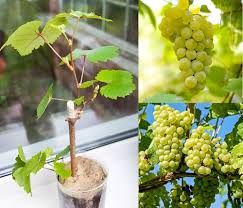 Heirloom Cotton Candy Grapes Fruit Seeds for Planting – Non-GMO High Germination Organic Garden Seeds | Seeds for Planting