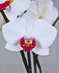 Mixed Phalaenopsis Orchids Flower Seeds for Planting – Heirloom, Non-GMO, High Germination Organic Garden Seeds