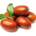 Lang Ziziphus Jujube Fruit Seeds for Planting | Heirloom Non-GMO High Germination Organic Garden Seeds