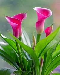 Pink Zantedeschia Calla Lily Flower Seeds – Heirloom, Non-GMO, High Germination Organic Garden Seeds for Planting Seeds for Planting